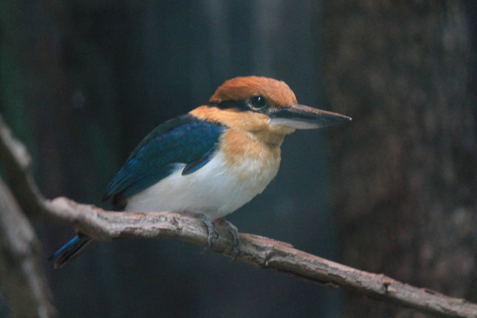 Micronesian Kingfisher