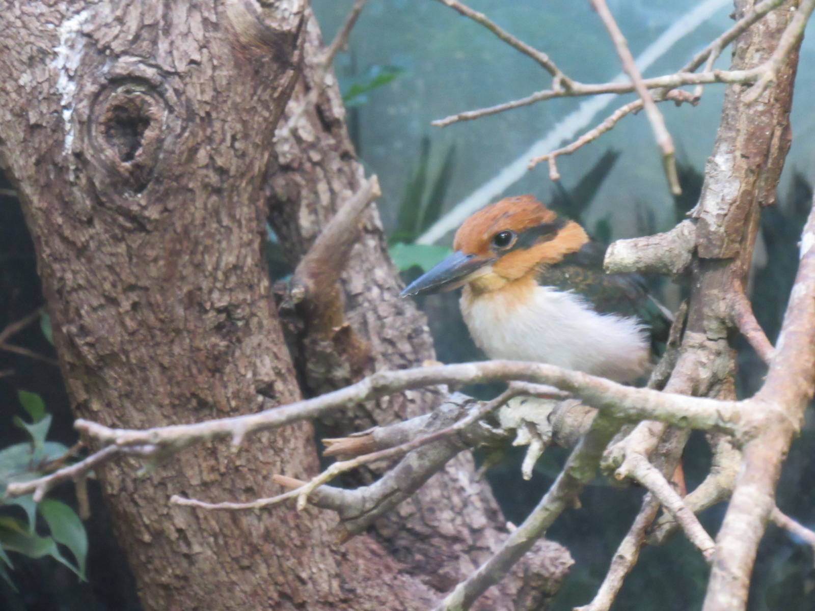 Micronesian Kingfisher