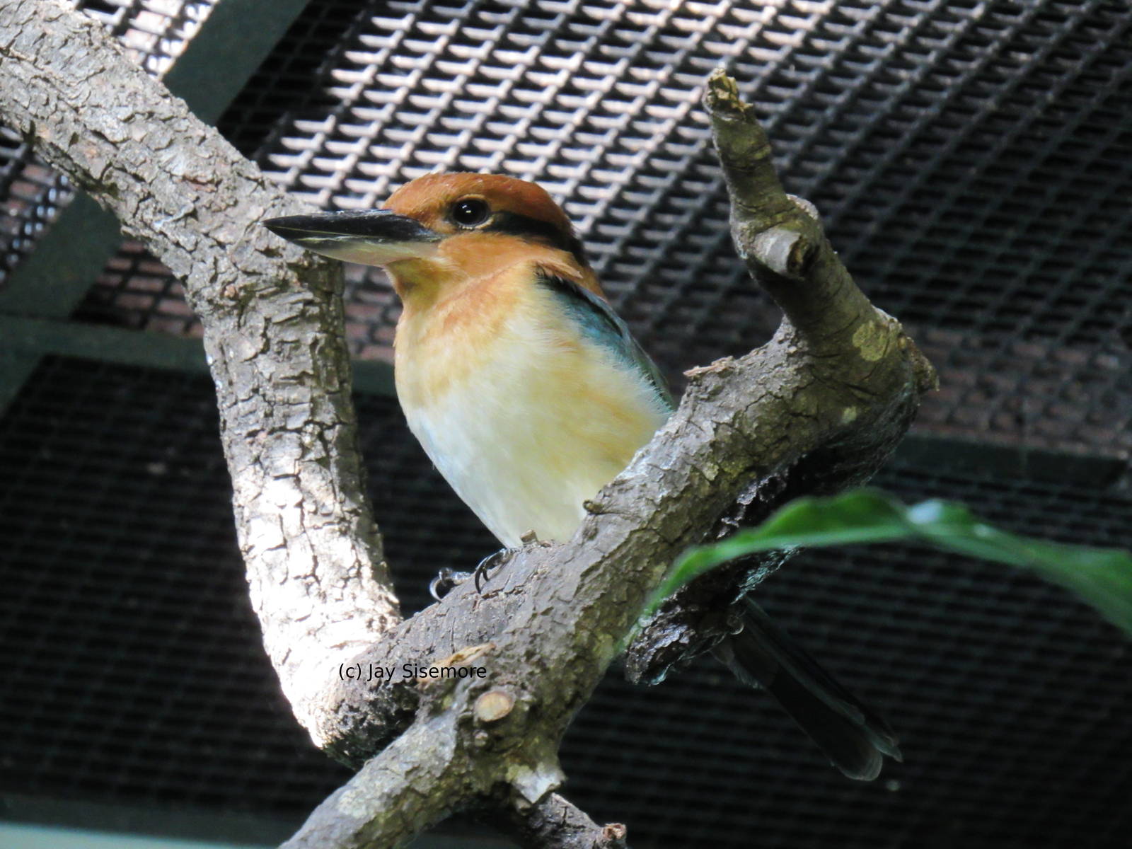 Micronesian Kingfisher