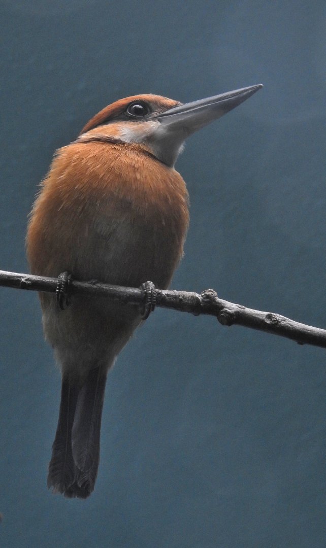 Micronesian Kingfisher