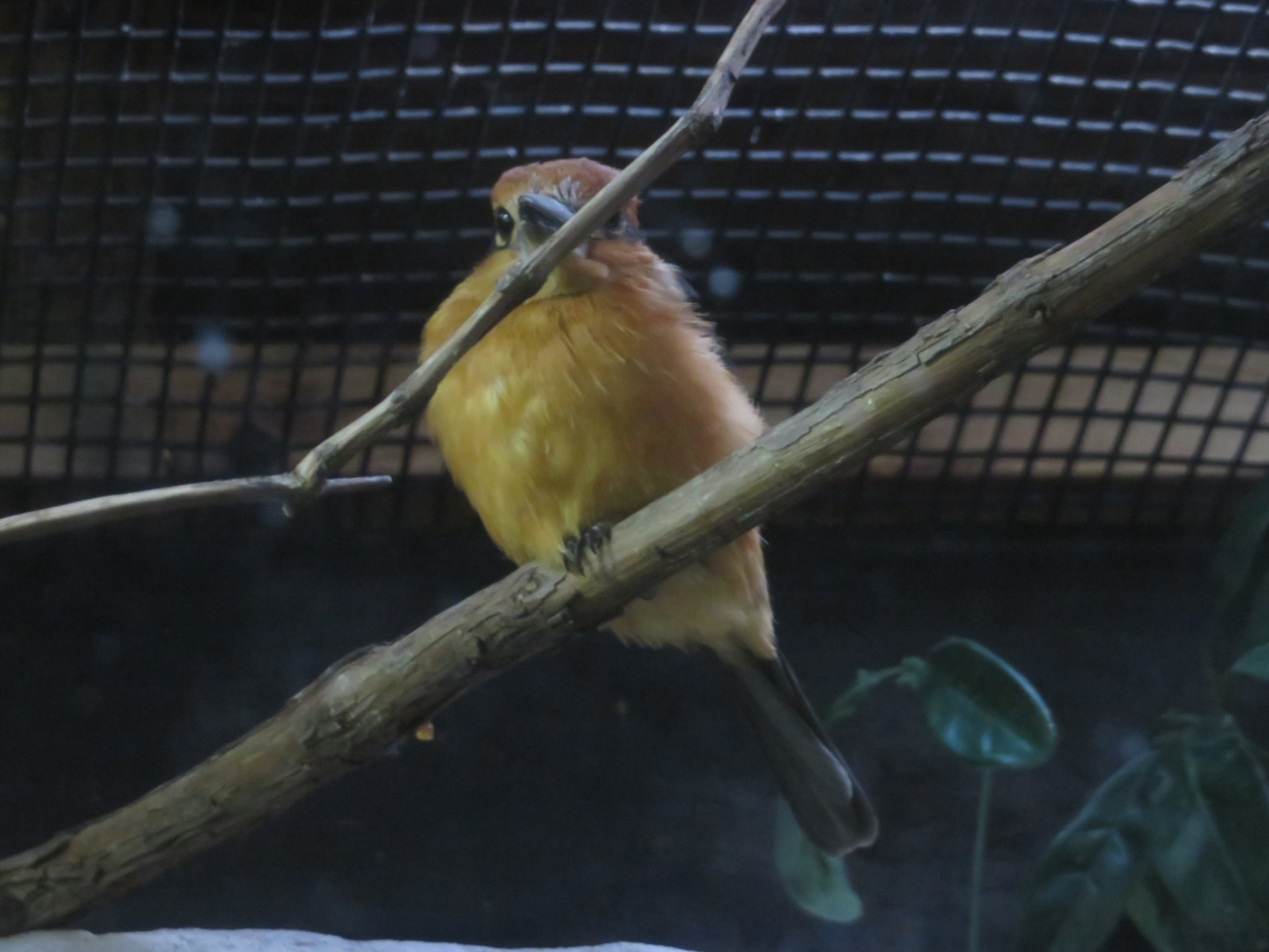 Micronesian Kingfisher