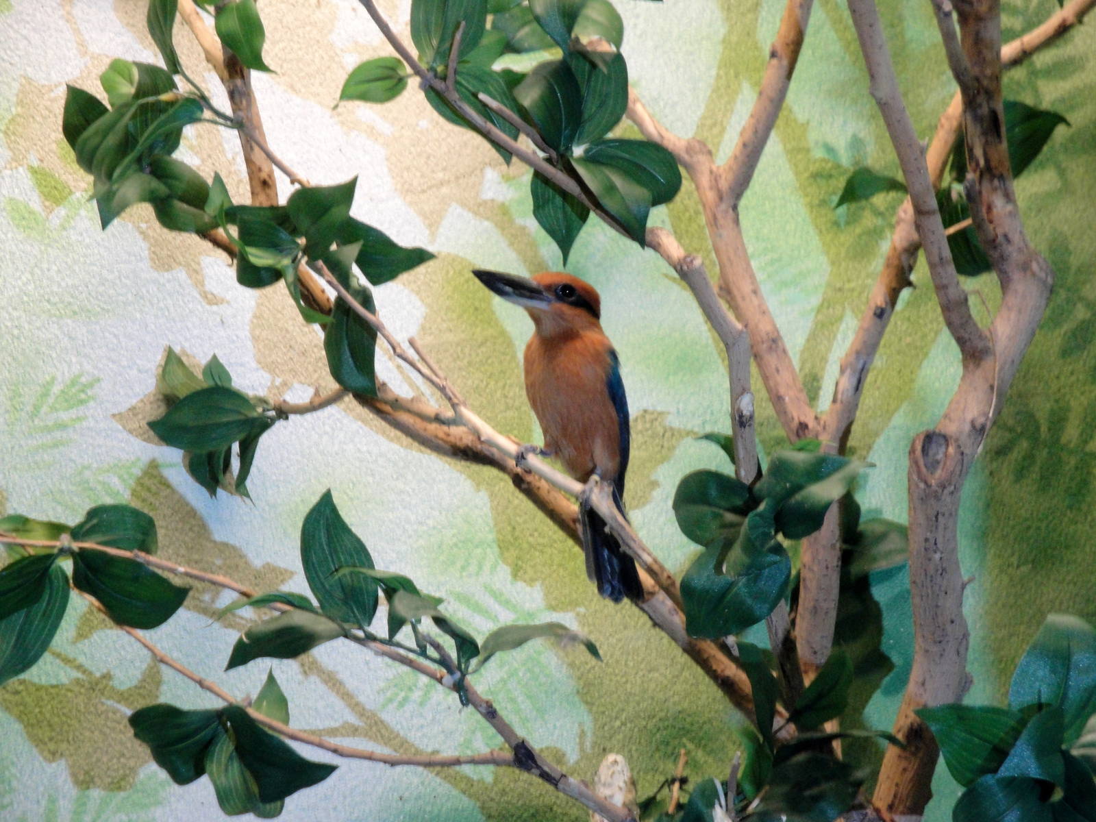 Micronesian Kingfisher