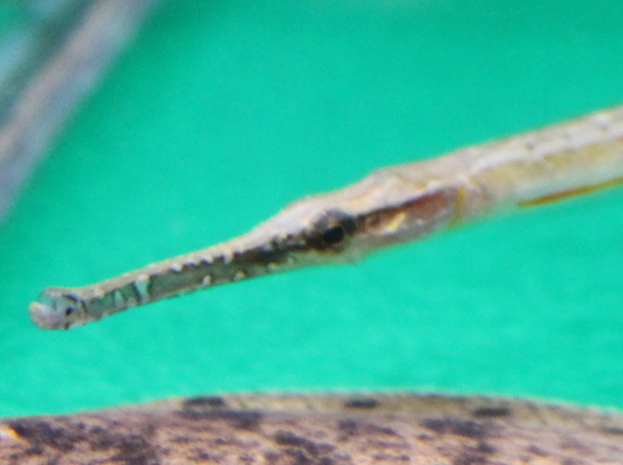 Microphis brachyurus - freshwater pipefish