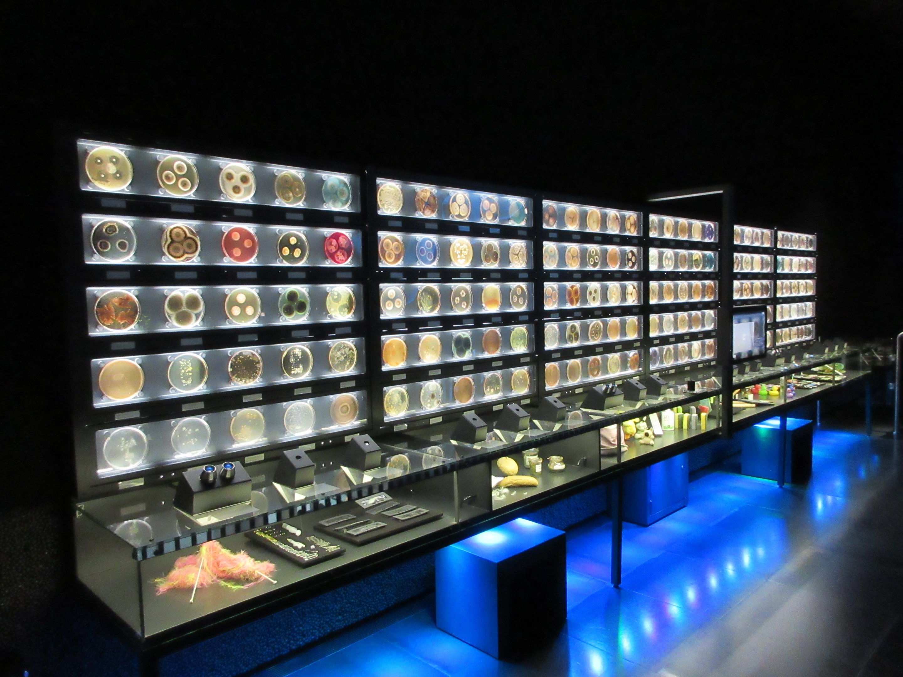 Micropia - fascinating wall of petri dishes