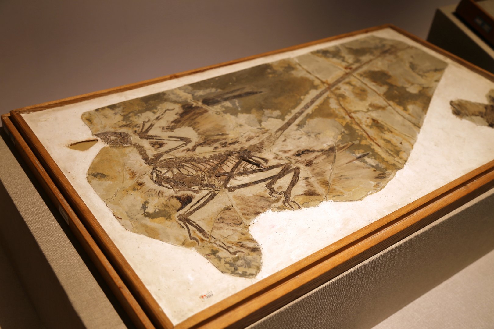 Microraptor gui, Holotype (IVPP V13352)