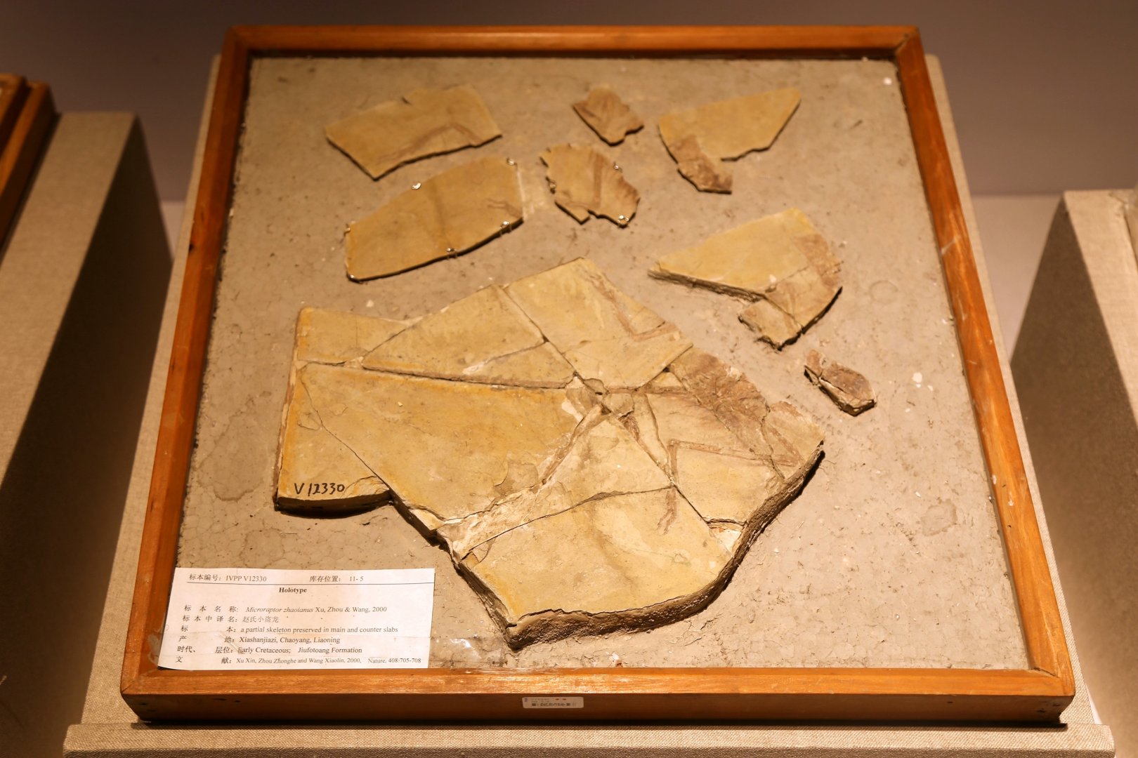 Microraptor zhaoianus, Holotype (IVPP V12330)