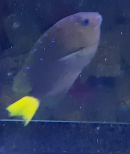 Microspathodon chrysurus - Atlantic yellowtail damselfish