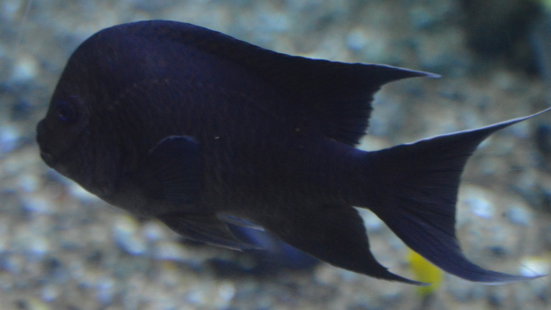 Microspathodon dorsalis