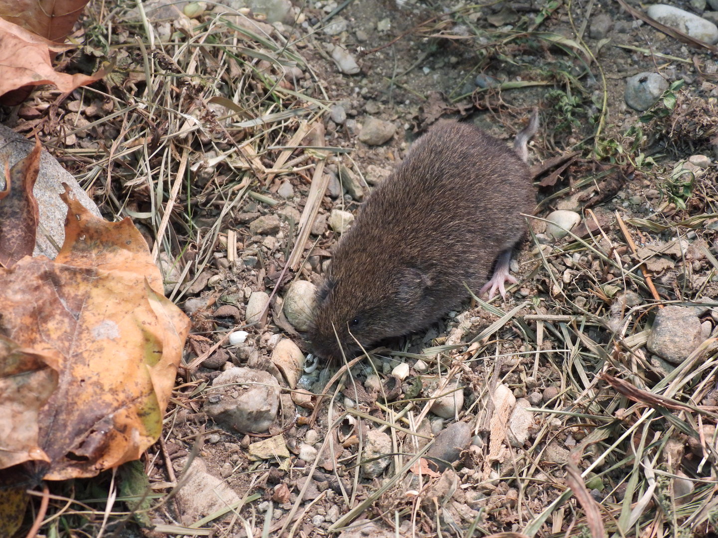 Microtus bavaricus - Bavarian pine vole