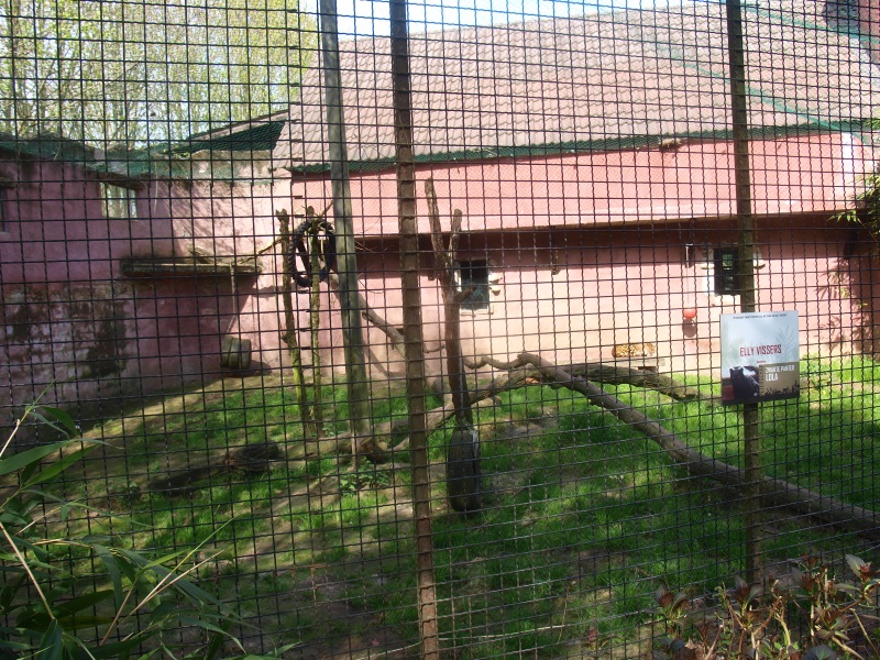 Mid-African leopard cage 1 (April 19th, 2015)
