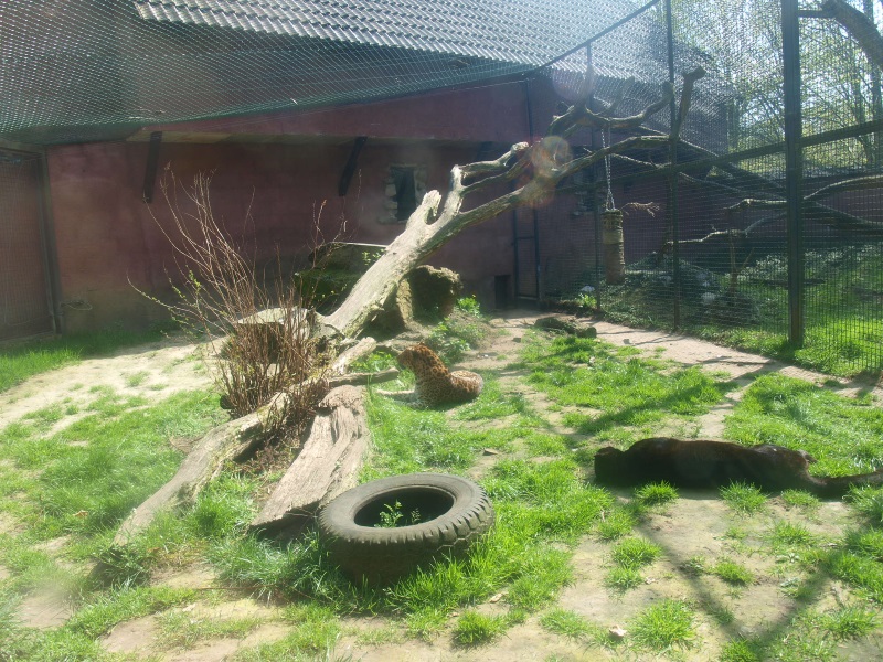 Mid-African leopard cage 3 (April 19th, 2015)