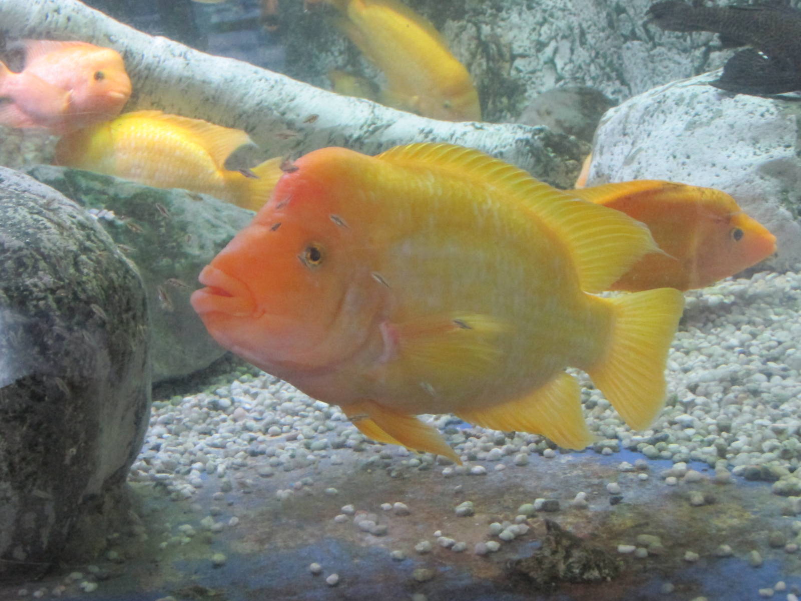 midas cichilid barcelona aquarium