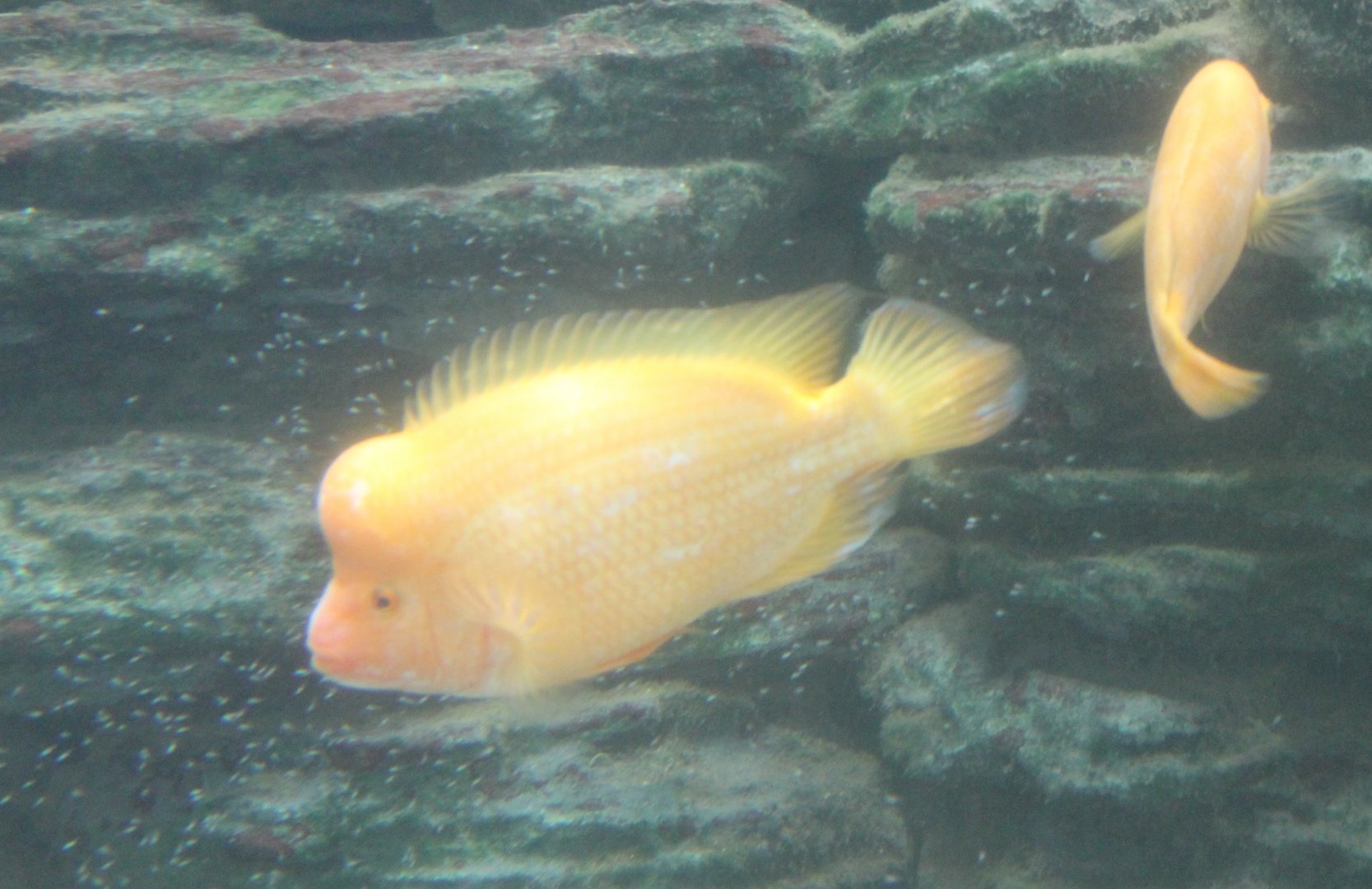 Midas cichlid-pair with young - Amphilophus citrinellus