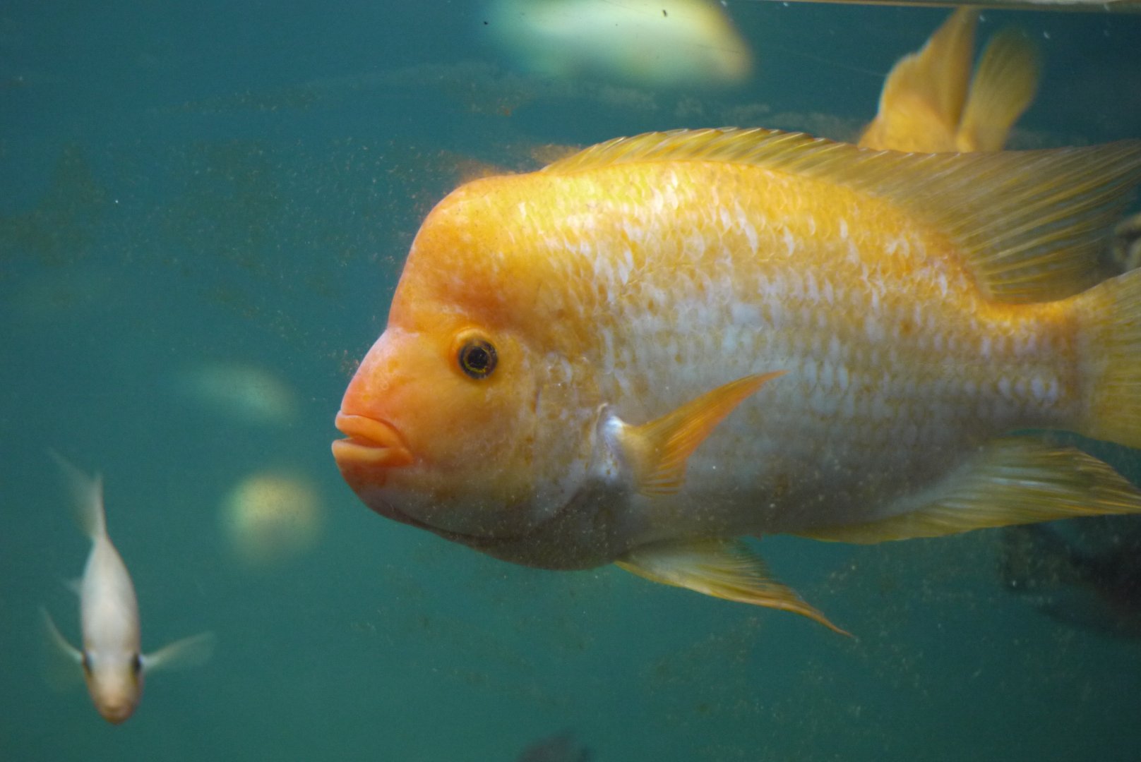 Midas Cichlid