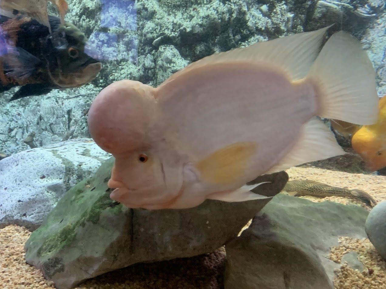 Midas cichlid