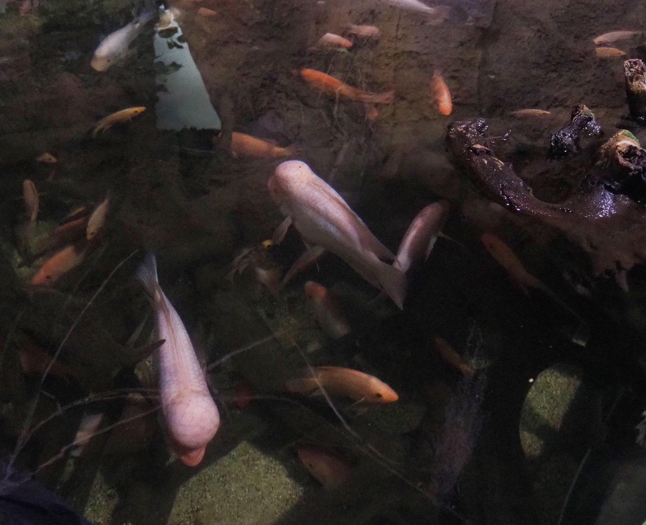 Midas cichlids (Amphilophus citrinellus), 2022-09-14