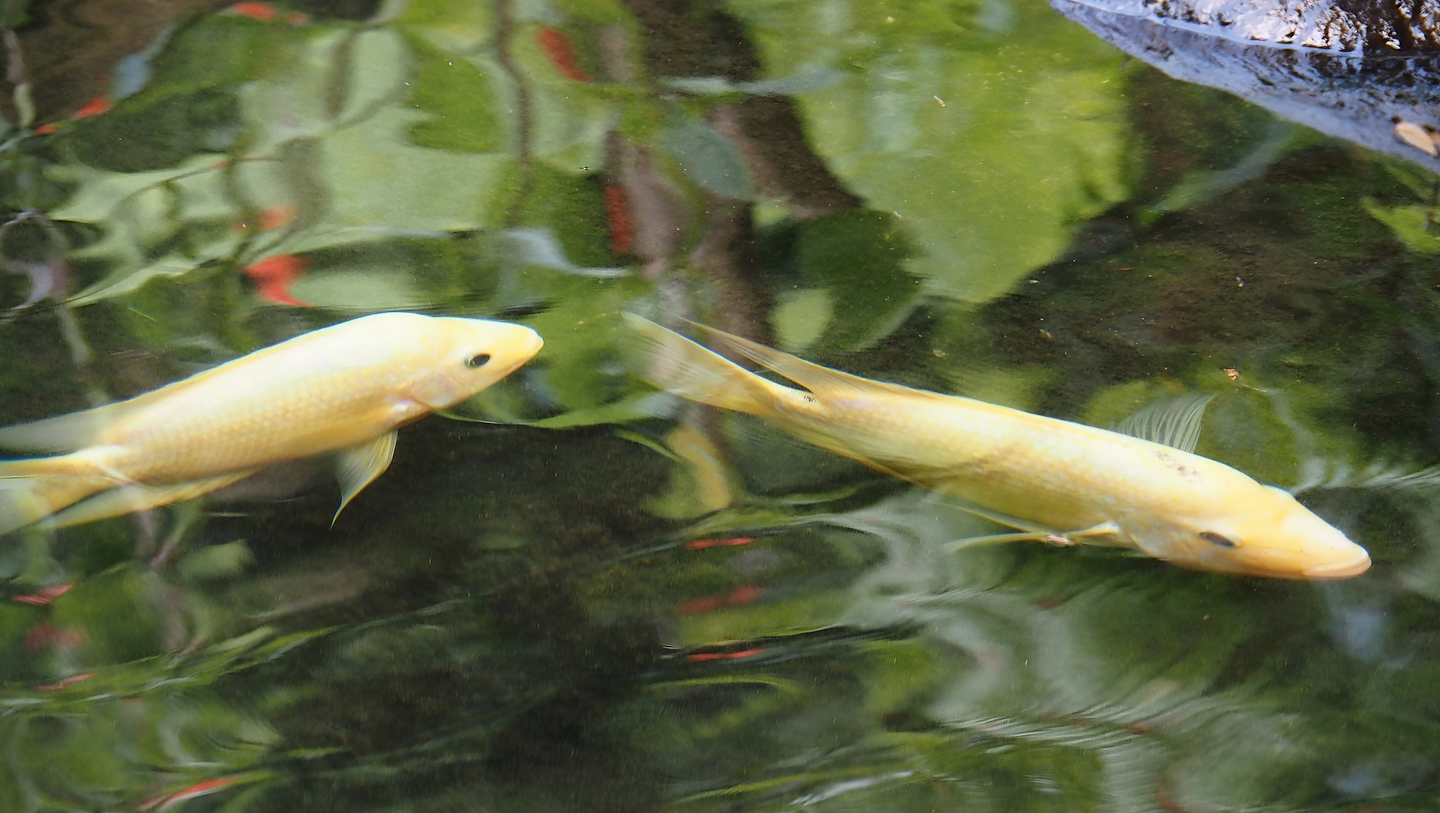 Midas cichlids (Amphilophus citrinellus), 2024-06-23