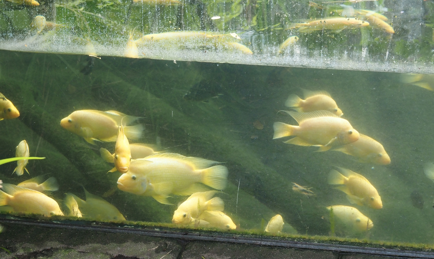 Midas cichlids (Amphilophus citrinellus), 2024-06-23