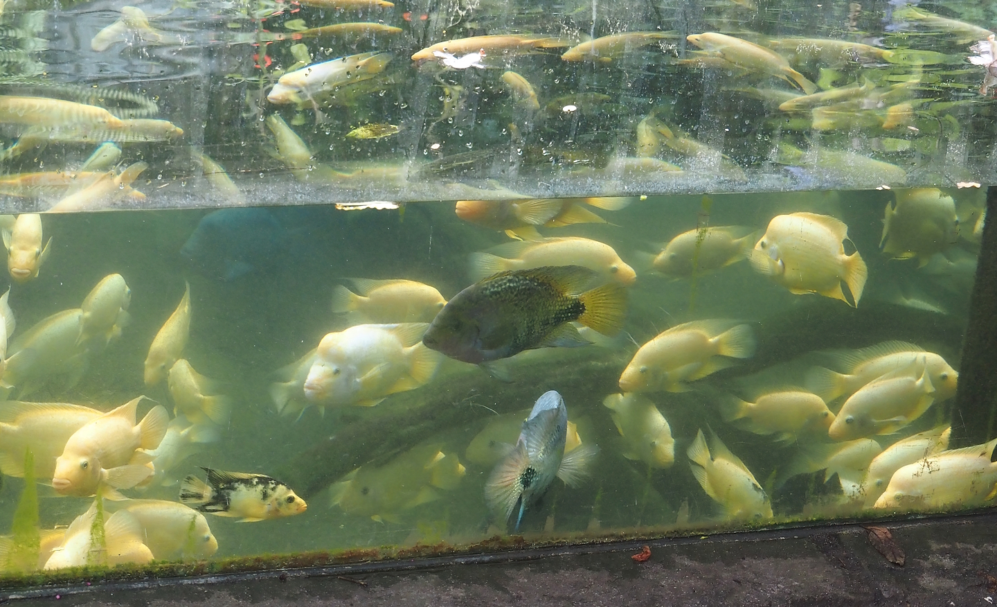 Midas cichlids (Amphilophus citrinellus) and Redhead cichlids (Vieja melanurus), 2024-06-23