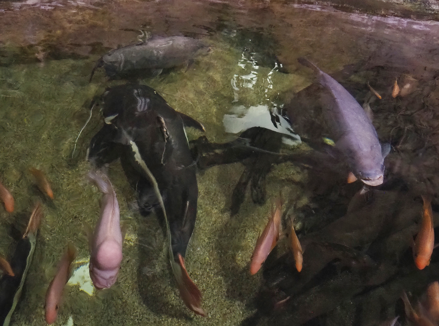 Midas cichlids (Amphilophus citrinellus), Black pacu (Colossoma macropomum) and Redtail catfish (Phractocephalus hemioliopterus), 2023-05-15