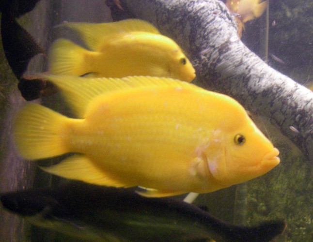 Midas Cichlids (Amphilophus citrinellus)