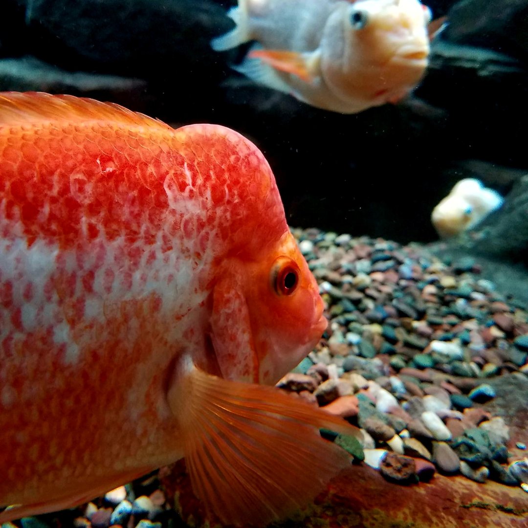 Midas Cichlids (Amphilophus citrinellus)