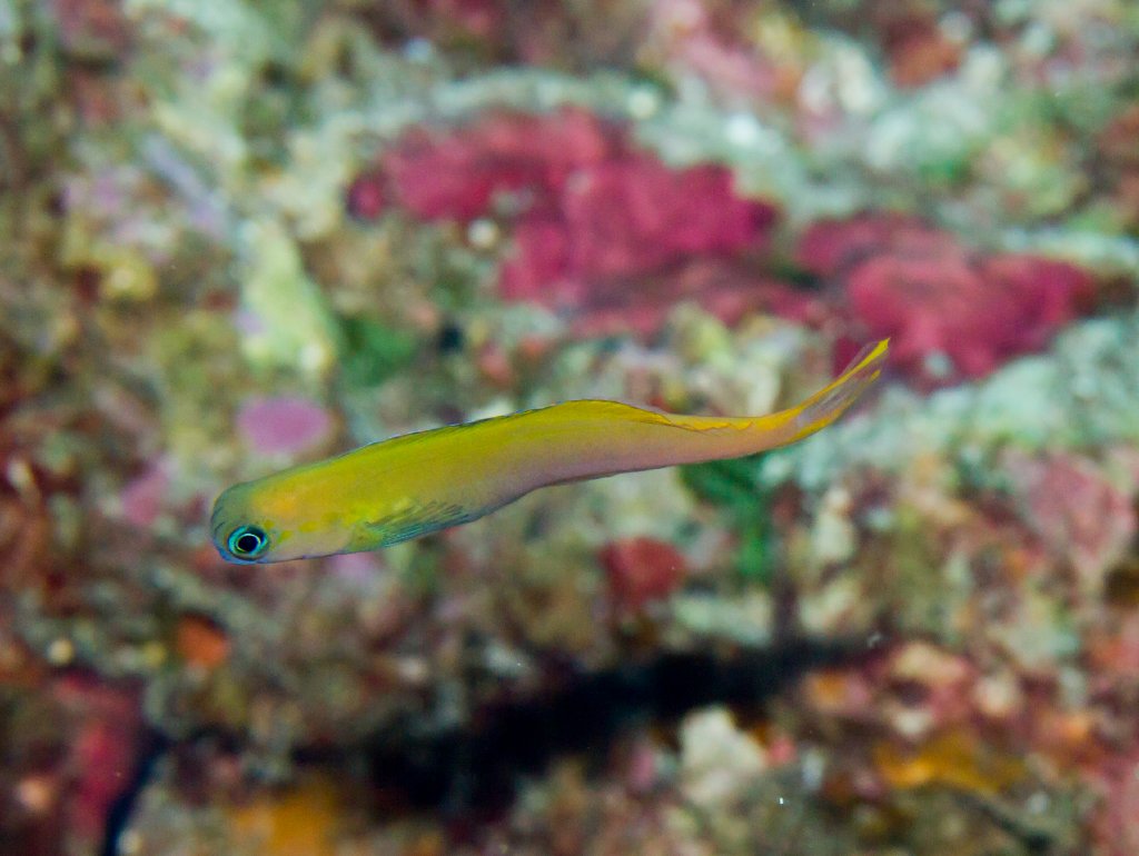 Midas Combtooth Blenny