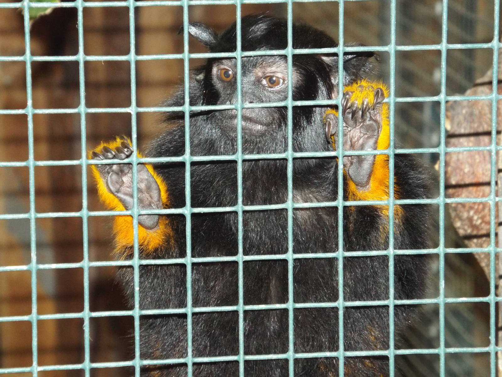 Midas Tamarin (Saguinus midas) at Zoologischer Garten Magdeburg - 5 April 2