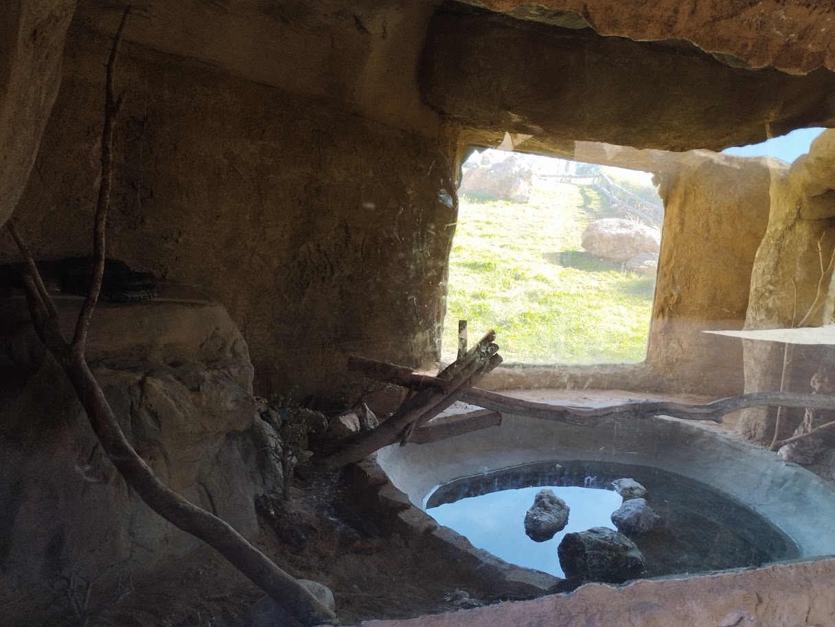 Midbarium - African rock Python