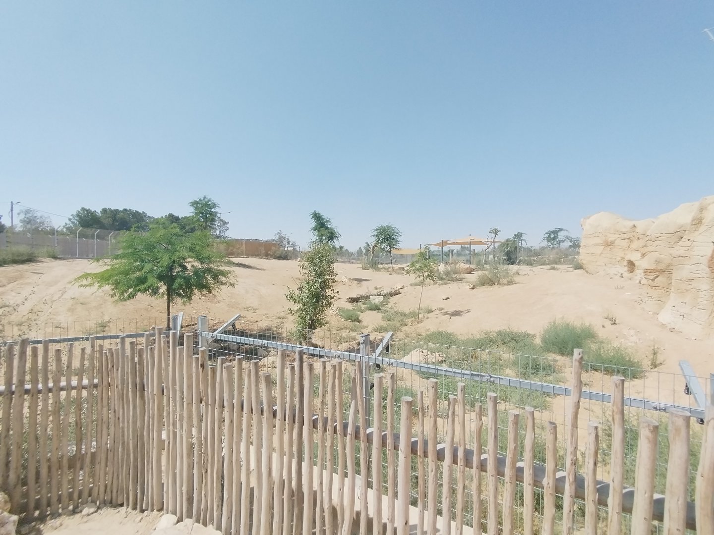 Midbarium - African wild Dogs