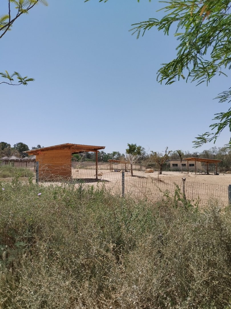 Midbarium - Arabian Oryx & North African Ostrich