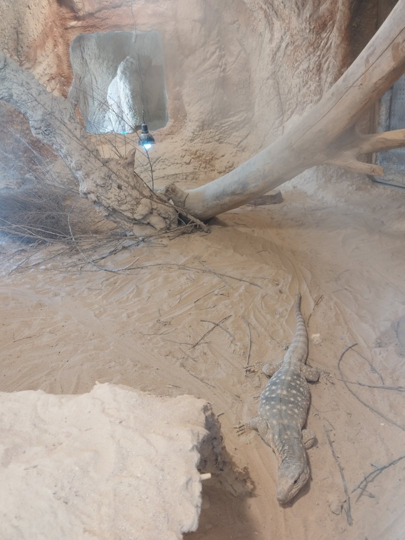 Midbarium - Desert Monitor