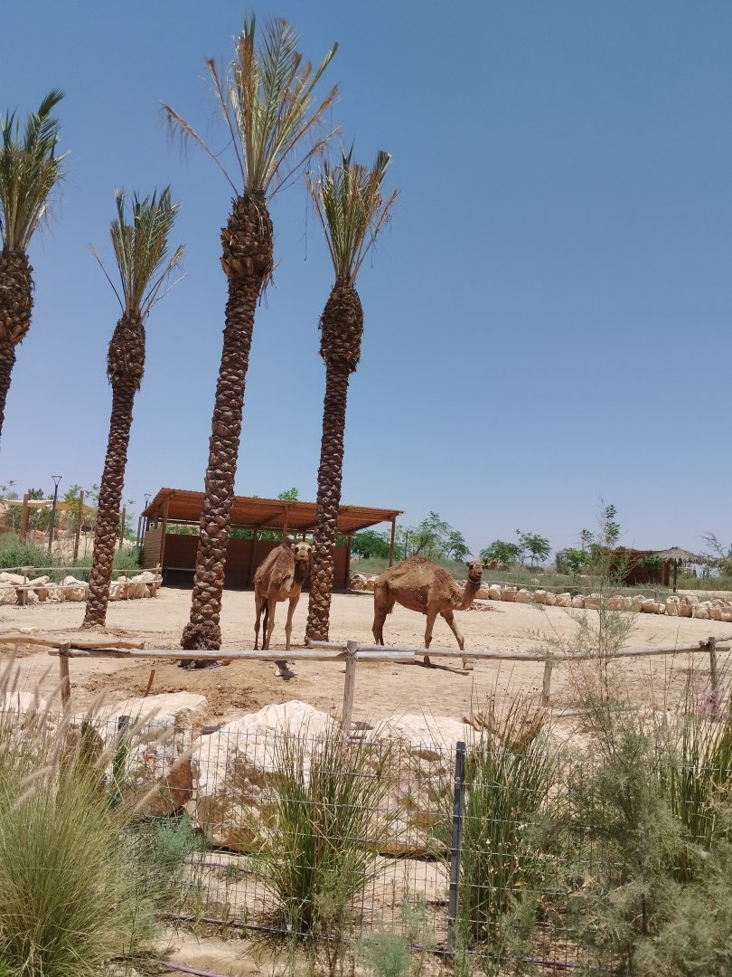 Midbarium - Dromadery Camel