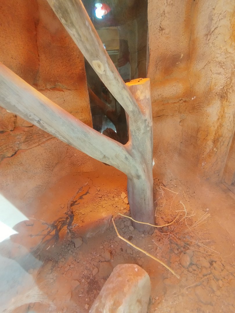 Midbarium - Fan-footed Lizard