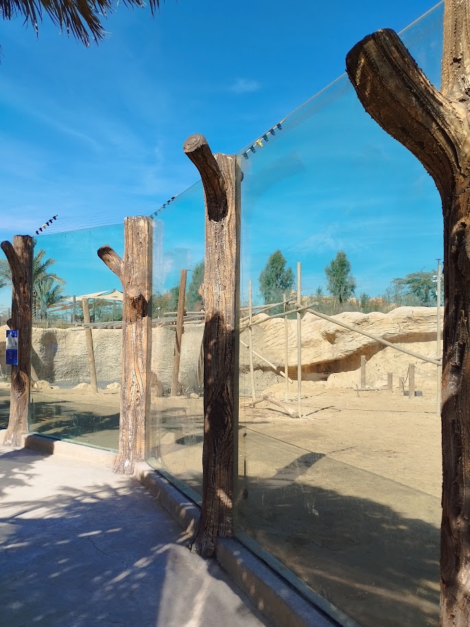 Midbarium - Guinea Baboon