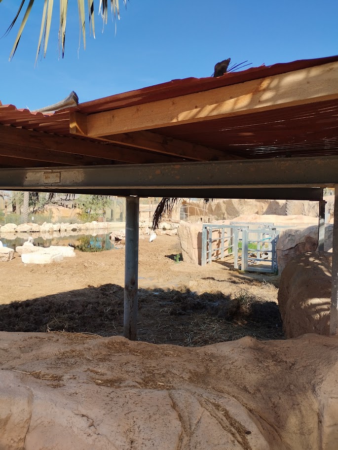 Midbarium - Hippopotamus 1