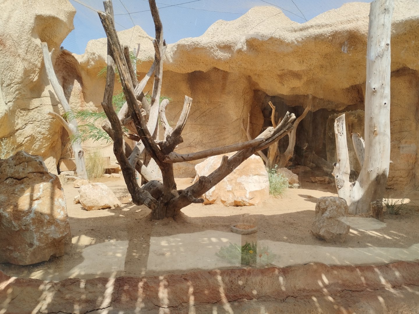 Midbarium - Little Owl & Egyptian Spiny–tailed Lizard