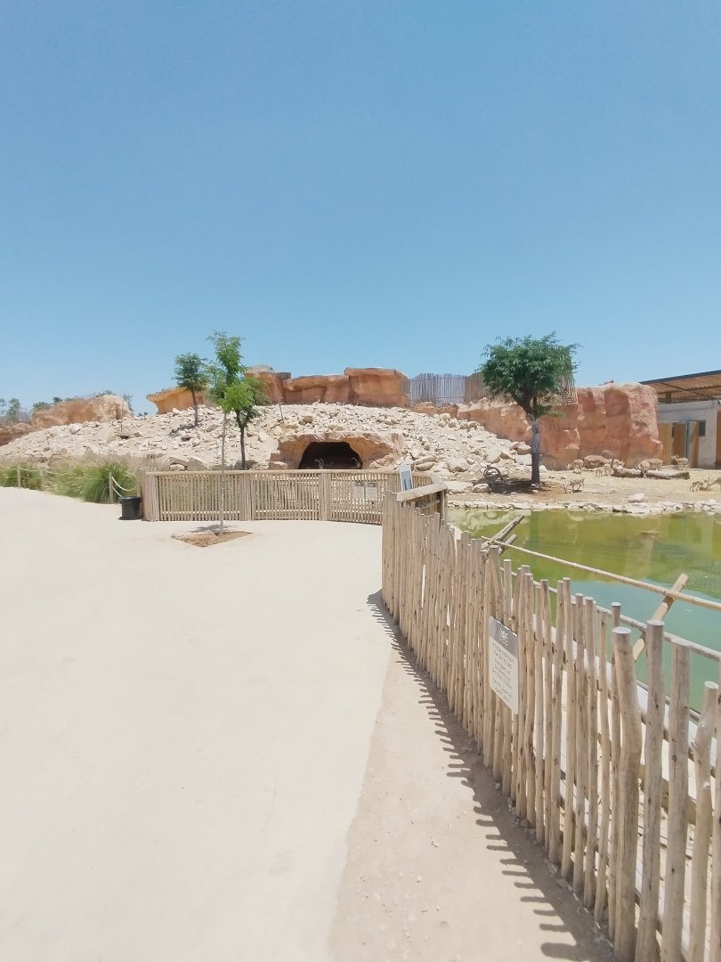 Midbarium - Nubian Ibex