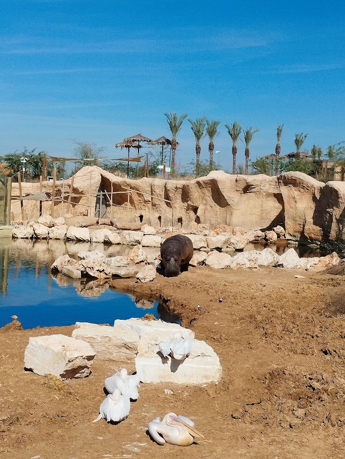 Midbarium - Panoramic view from the hippo to the Guinea Baboon
