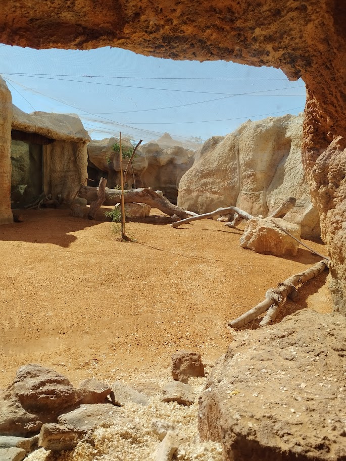 Midbarium - Sand Cat