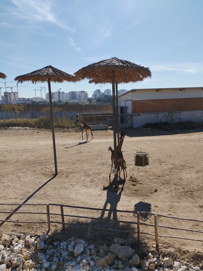 Midbarium - South African Giraffe