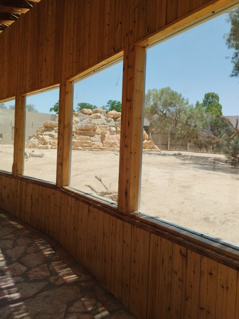 Midbarium - Striped Hyena