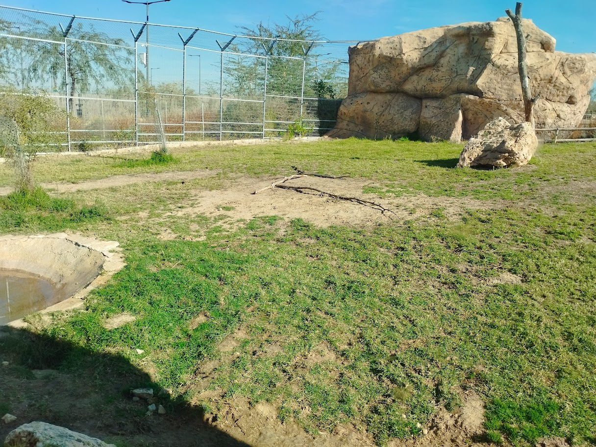 Midbarium - White Lion third view