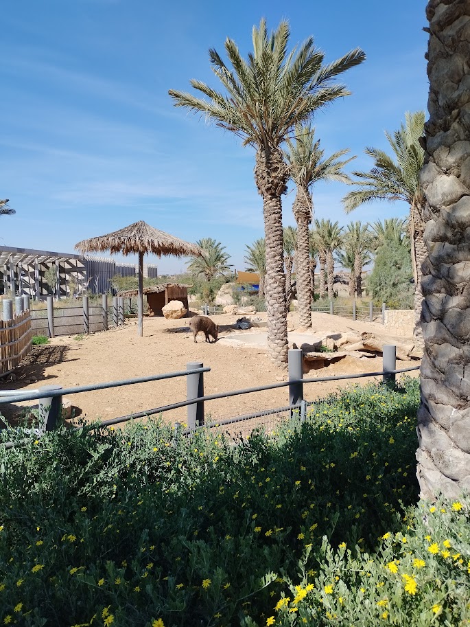 Midbarium - Wild Boar