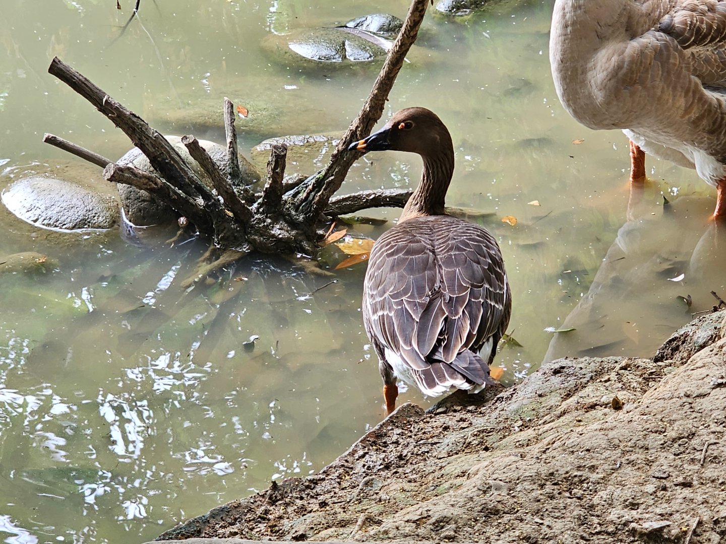 Middendorf's Bean Goose Anser fabialis middendorffii (?)