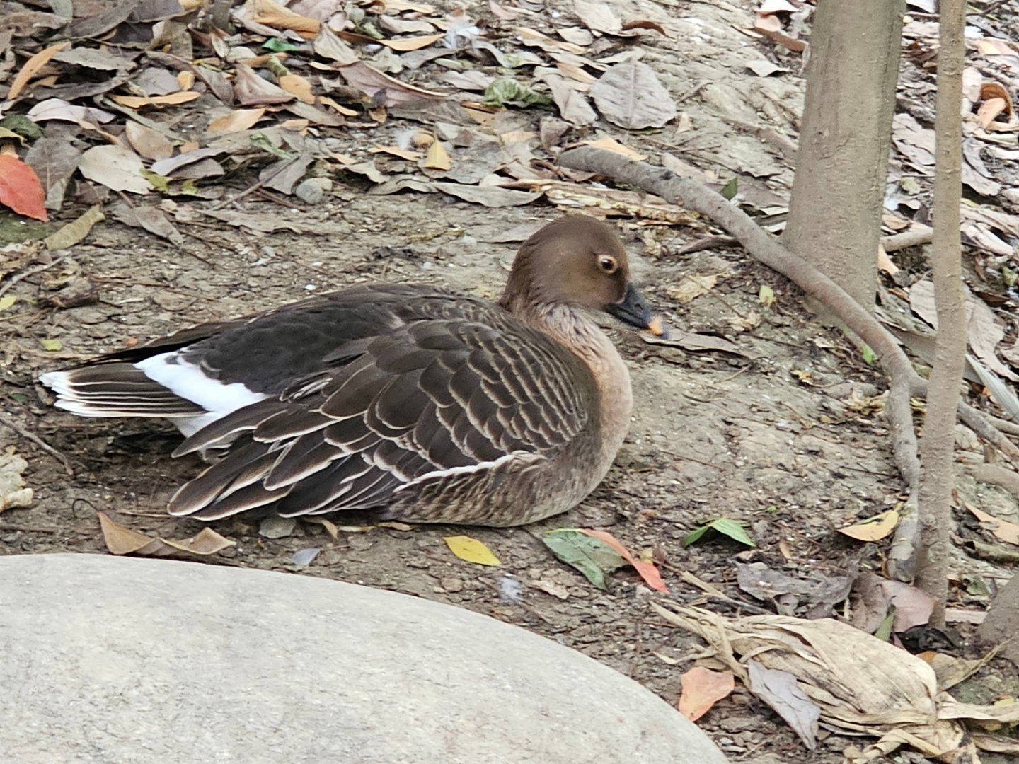 Middendorf's Bean Goose Anser fabialis middendorffii (?)