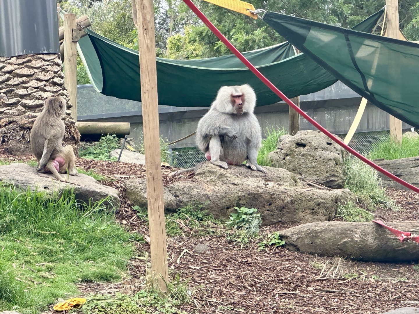Middle Aged Male Hamadryas Baboon