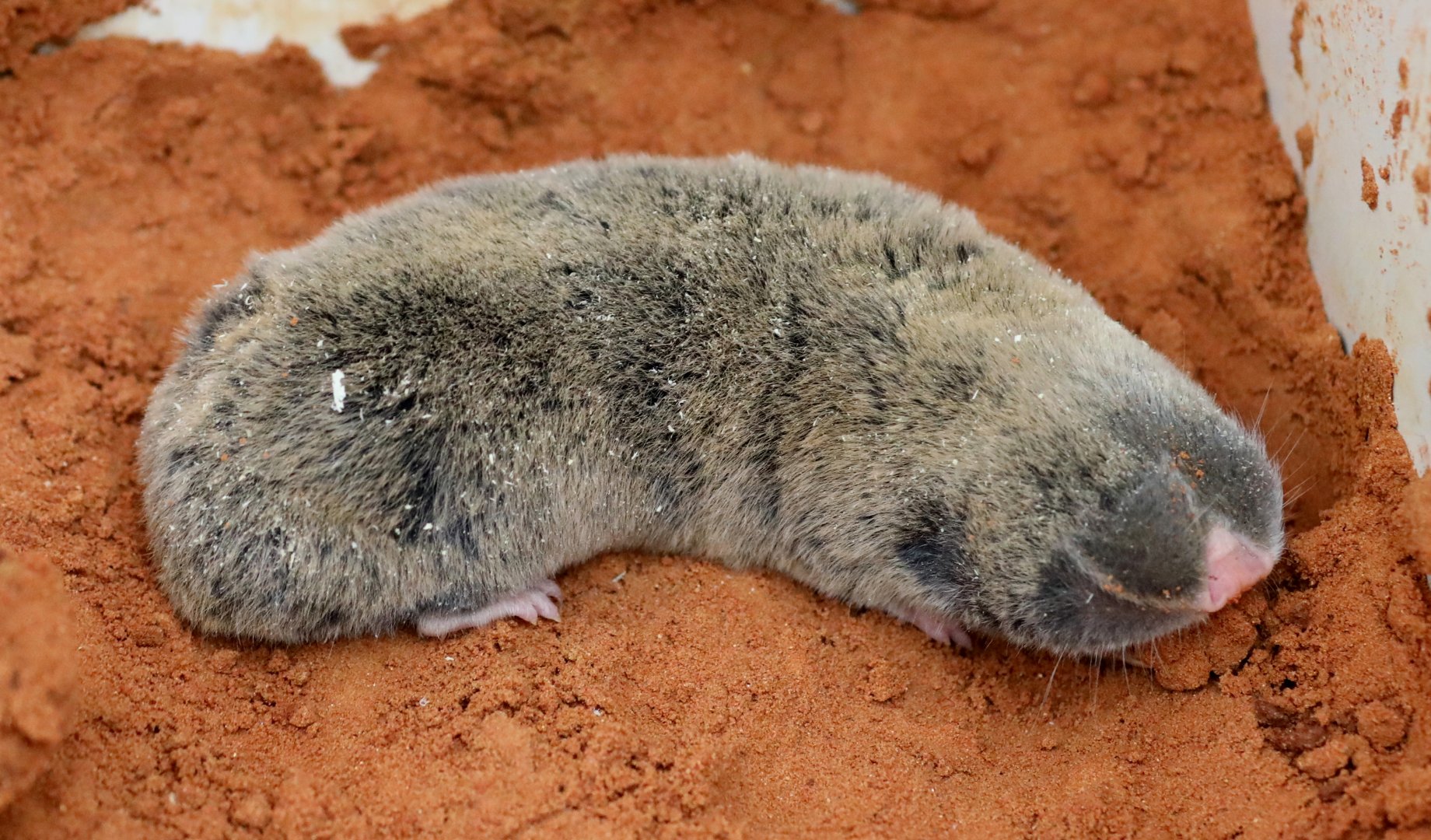 Middle East blind mole-rat (Nannospalax ehrenbergi)