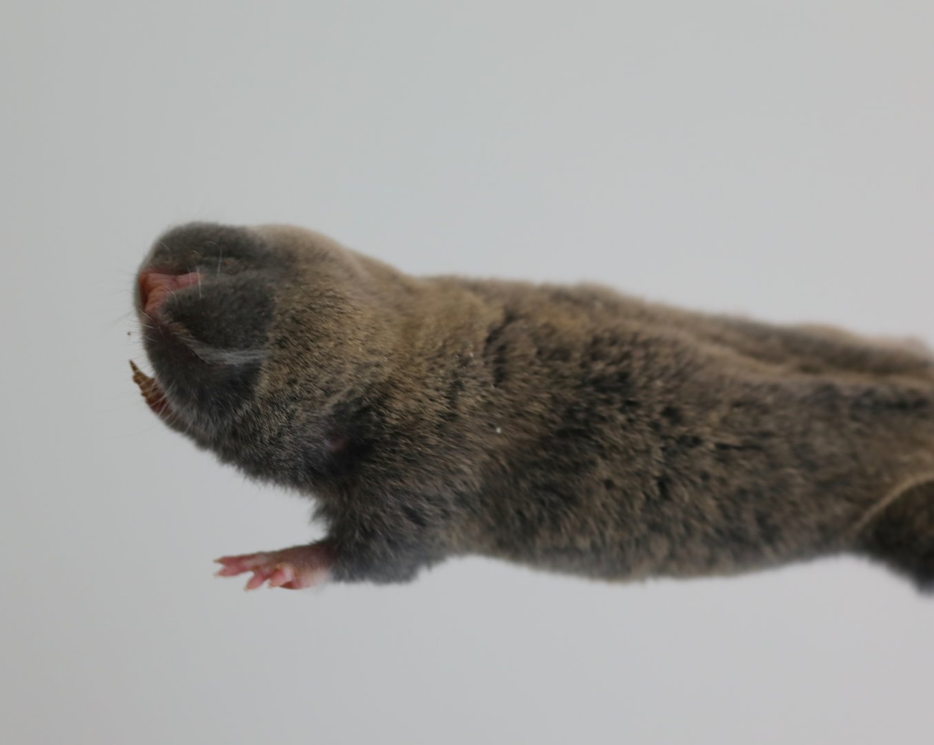 Middle East blind mole-rat (Nannospalax ehrenbergi)