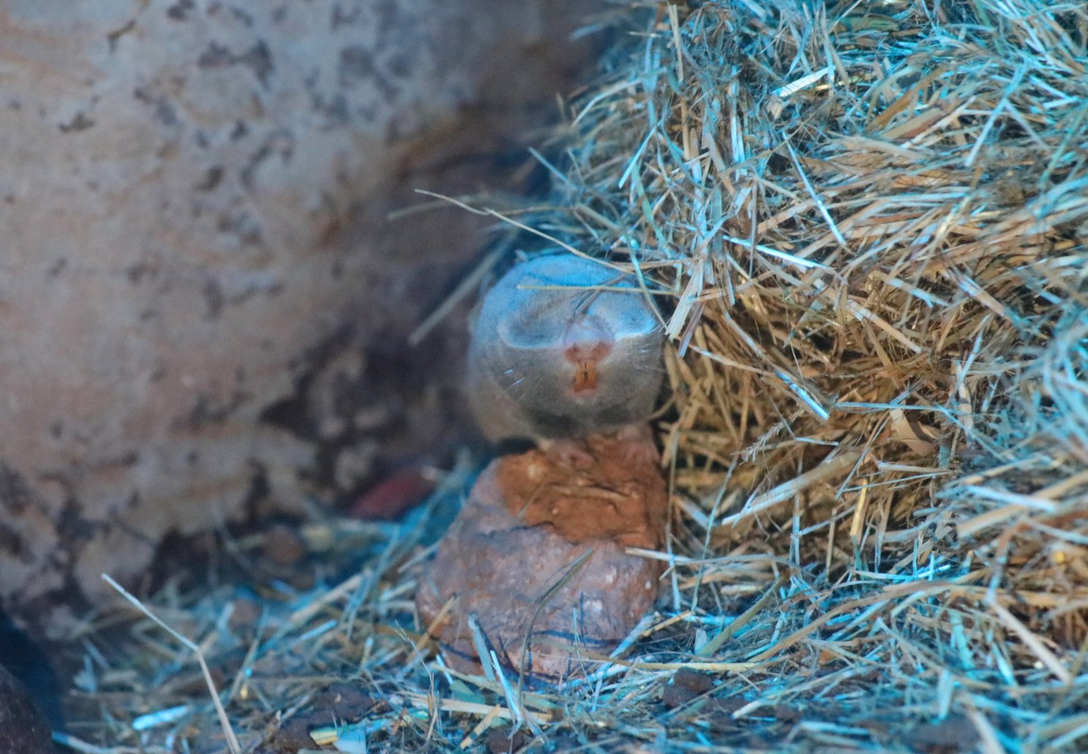 Middle East blind mole-rat (Nannospalax ehrenbergi)